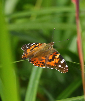 Painted Lady